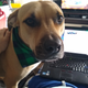Dog B being needy, for your time.